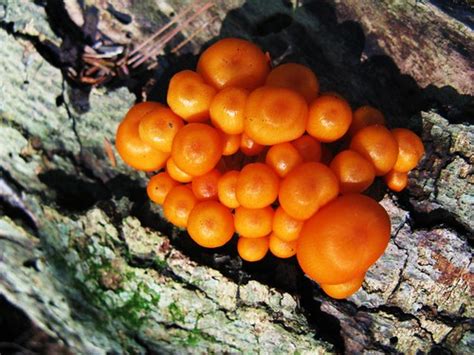 Orange fungi... | These mushrooms are amazing... they simply… | Flickr