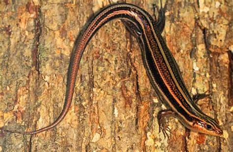 Skink - Description, Habitat, Image, Diet, and Interesting Facts