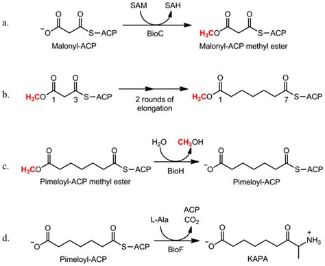 The E. coli biotin synthetic pathway. The biotin synthetic pathway is... | Download Scientific ...