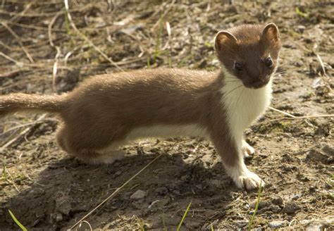 File:Weasel short tailed mammal mustela erminea.jpg - Wikimedia Commons