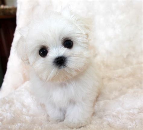 Micro Teacup Maltese Female For sale! Tiny puppy - iHeartTeacups