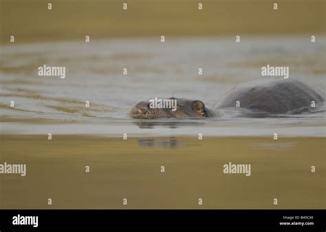 European Otter swimming Stock Photo - Alamy