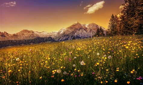 switzerland, Mountains, Dandelions, Scenery, Grasslands, Hdr, Alps, Nature Wallpapers HD ...