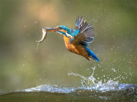 Common European Kingfisher Flying with fish catch – Eco18