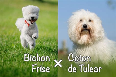 Biton (Bichon Frise x Coton de Tulear Mix): All You Need to Know ...