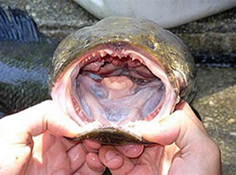 Yikes! Northern snakehead, a toothy, invasive fish species, caught in Upper Delaware River ...