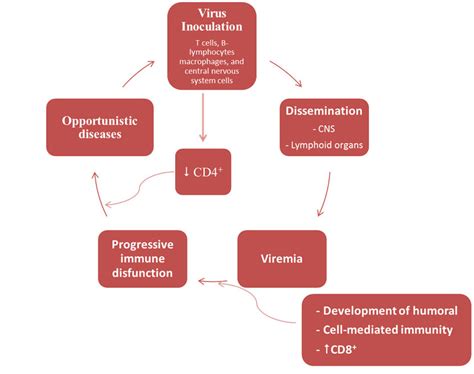 Diagram illustrating the stages of the pathogenesis of FIV. Modified ...