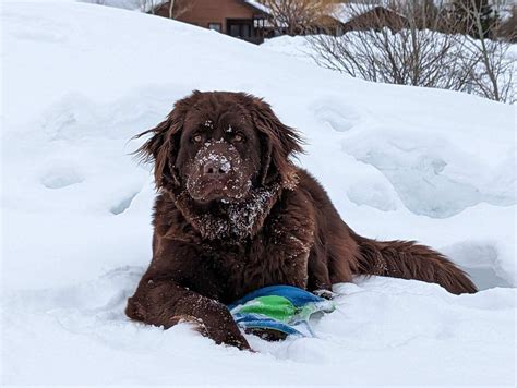 Do you professionally groom your Newfie? Gave our boy an at home brush ...