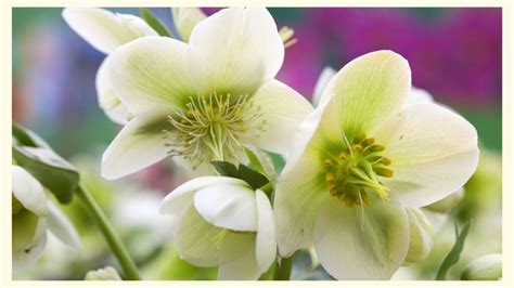 How to Grow and Care for Hellebore - Gardening Sun