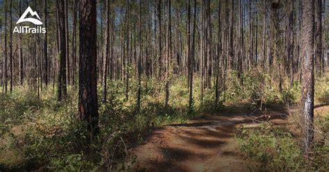 10 Best hikes and trails in Apalachicola National Forest | AllTrails