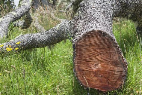 Felled koa tree (Koa acacia) along Mana Road at the base of Mauna Kea, near Waimea; Island of ...