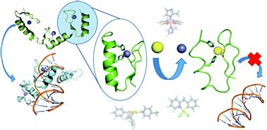 Zinc finger domains as therapeutic targets for metal-based compounds – an update - Metallomics ...