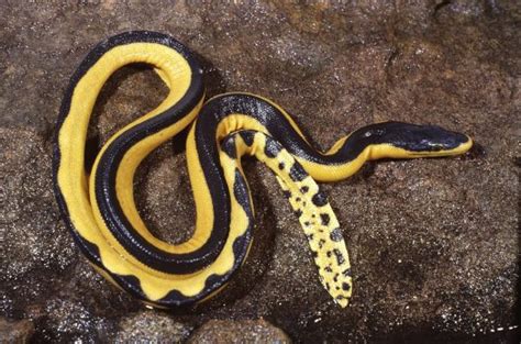 Yellow-bellied Sea Snake Facts and Pictures