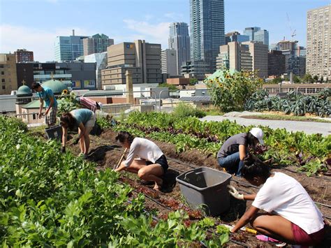 Green roofs keep cities cool - Centre for Urban Energy - Ryerson University