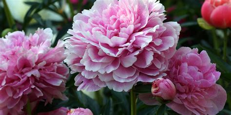 Peony Zone 10: Can Peonies Grow in Zone 10? - GFL Outdoors