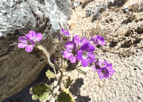 More Rain Means Anza-Borrego’s Wildflowers? – GoToBorregoSprings