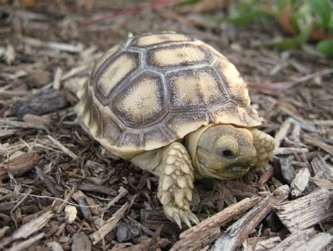 Baby Sulcata Tortoises | ubicaciondepersonas.cdmx.gob.mx