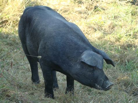 6 Best Pig Breeds For Meat Around The World | KitchenTeller