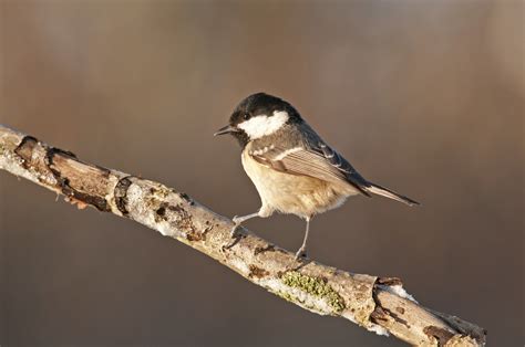 Where is the Wildlife? | Scottish Wildlife Trust