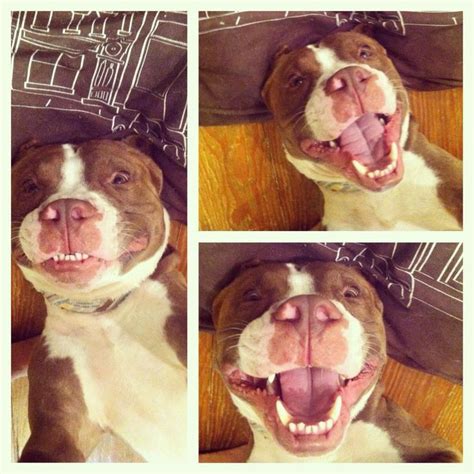 17 Best images about Pittie Smiles on Pinterest | Happy, Pit bull and ...