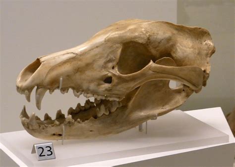 Thylacine Skull Tasmanian Tiger, Tasmanian Devil, Australian Fauna ...