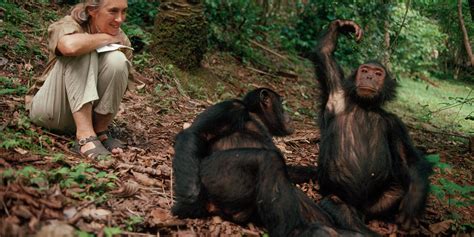 THIS DAY IN HISTORY – Jane Goodall observes a chimpanzee making and using tools – 1960 – The ...