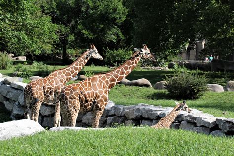 Detroit Zoo - Giraffe Enclosure - Summer, 2016 - ZooChat