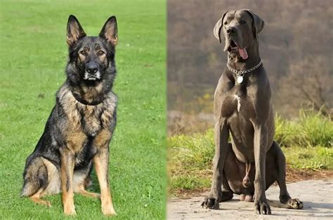 Great Dane German Shepherd Mix: Traits, Health & Diet Guide