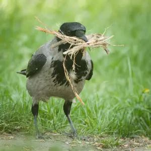 Hooded Crow - Facts, Diet, Habitat & Pictures on Animalia.bio