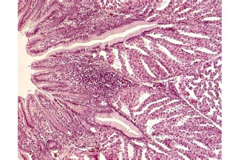 Histological sections of the proventriculus of birds (HE) · Atlas of Animal Anatomy and Histology