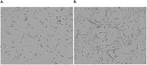 Subculture of Adherent Cell Lines