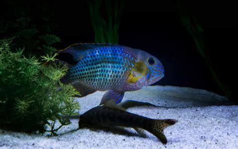 20 Keyhole Cichlid Tank Mates - AquariumNexus