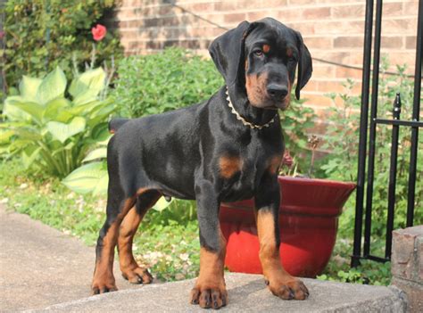 Doberman Puppies For Adoption In Va / Stunning Female Doberman Puppy ...