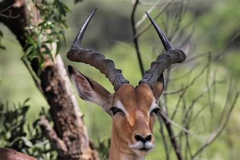 22 Unique African Animals with Beautiful Horns - Rhino Rest