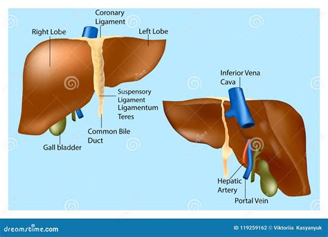 Human Liver Anatomy. stock vector. Illustration of bile - 119259162