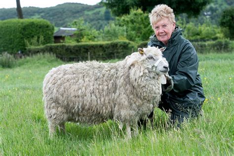 Shetland sheep Archives - Native Breed.org