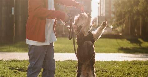 Pit Bull Training Tips For Your New Puppy - puppieslove.net