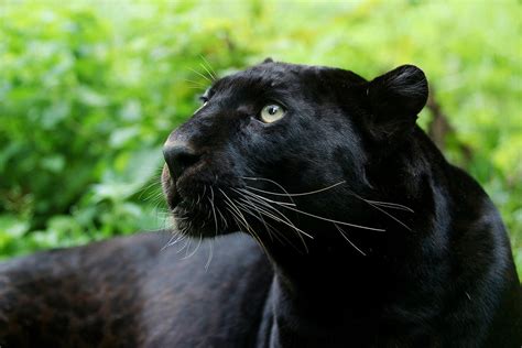 Animal Black Panthers