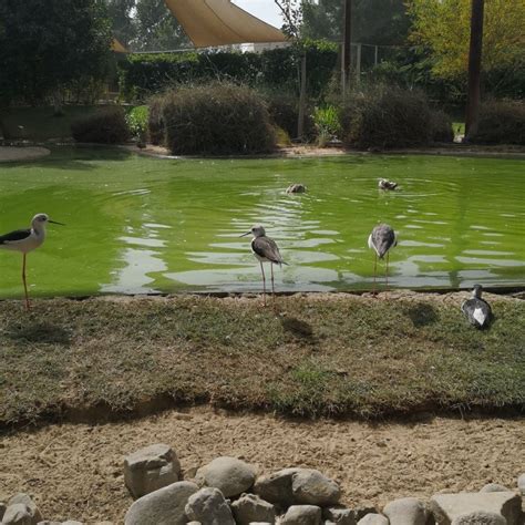 Exploring "Wasit Wetland Centre" - United arab emirates: Reviews ...