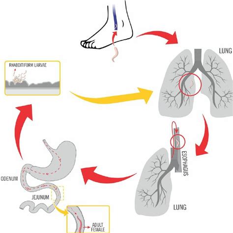 Life Cycle of Taenia Solium (reprinted with permission of CDC-http ...