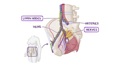 Internal Iliac Lymph Nodes