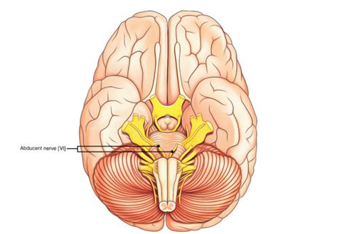 Abducent or Abducens Nerve – Earth's Lab