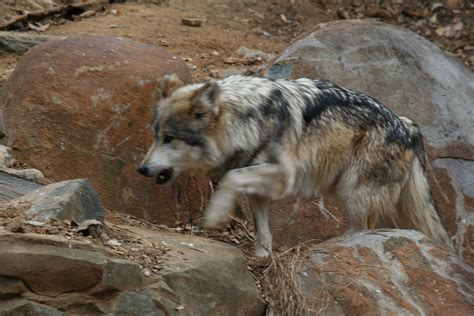 File:Captive Mexican Wolf at the National Zoo.jpg - Wikipedia