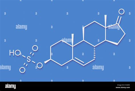 Dehydroepiandrosterone sulfate (DHEA-S) natural hormone molecule ...