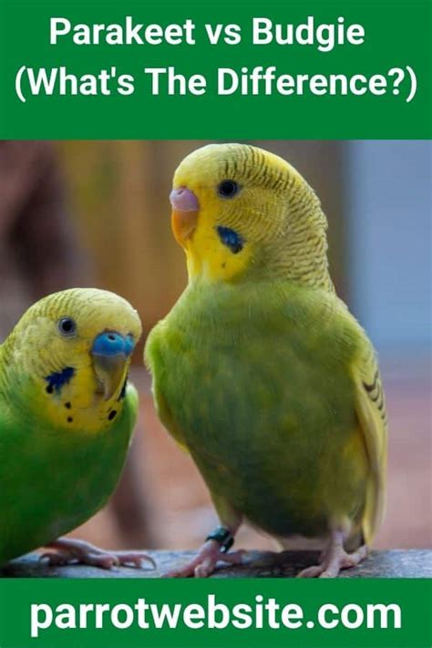 Parakeet vs Budgie (What's The Difference?) - Parrot Website