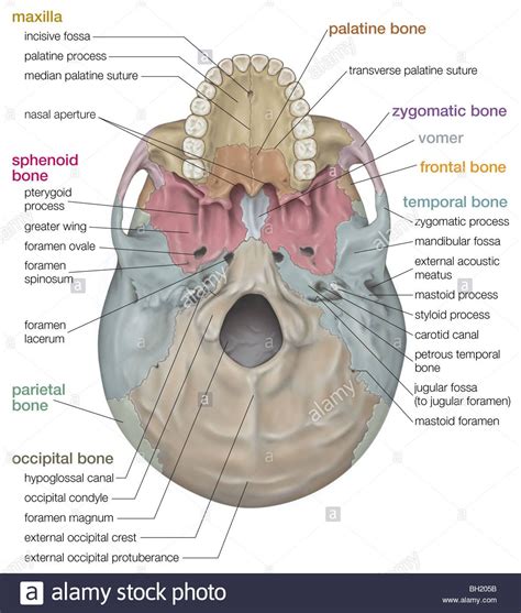 Human skull Stock Photo: 27703575 - Alamy Dental Health, Oral Health ...