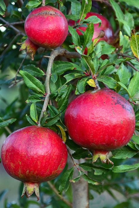 What Do Pomegranate Tree Leaves Look Like : Plant a sweet pomegranate ...