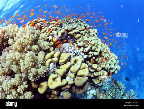 Egypt Red Sea High Resolution Stock Photography and Images - Alamy