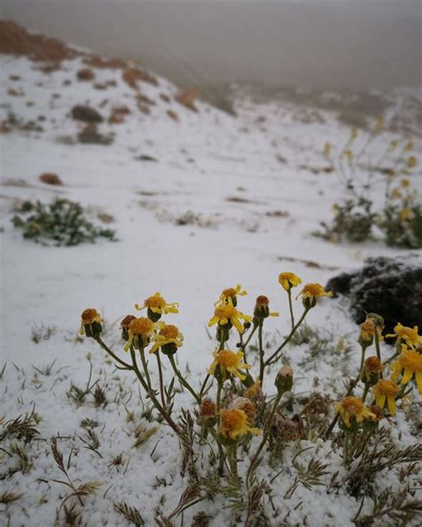 Snow in SAUDI ARABIA: Shock footage shows weather phenomenon strike ...