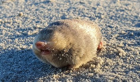 De Winton's golden mole facts, distribution & population | BioDB